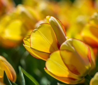 Tulips in the spring bloom Stock Photos