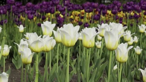 Tulips on a spring day Stock Footage 154414149