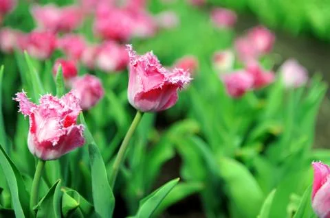 Tulips in spring field Stock Photos