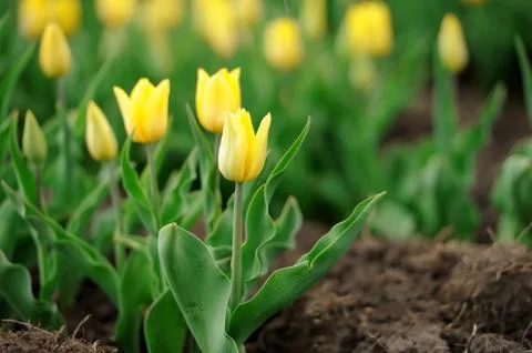 Tulips in spring field Foto stock