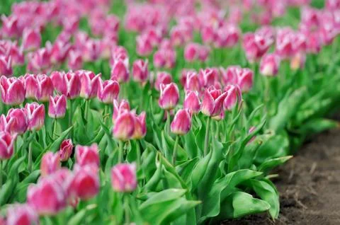 Tulips in spring field Stock Photos