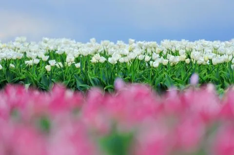 Tulips in spring field 写真素材