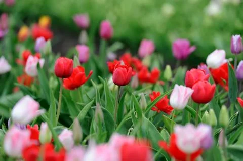 Tulips in spring field Stock Photos