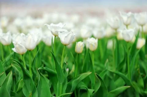 Tulips in spring field Stock Photos