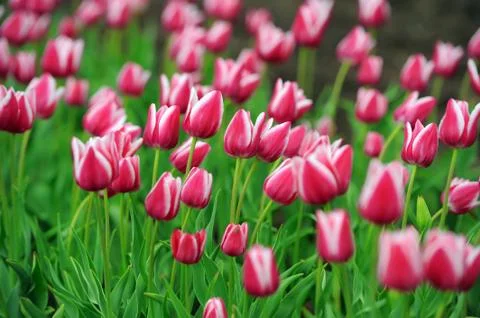 Tulips in spring field 写真素材