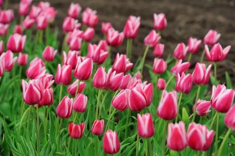Tulips in spring field Stock Photos