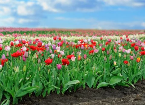 Tulips in spring field 스톡 사진