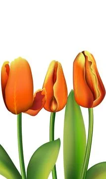 Tulips. Spring flower with green stem and orange petals on white background Stock Illustration