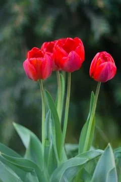 Tulips spring flowers Stock Photos