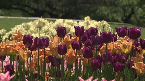 Tulips in spring 動画素材 38154336