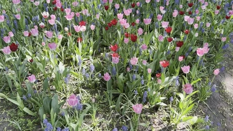 Tulips in Spring. Stock Footage 242458461