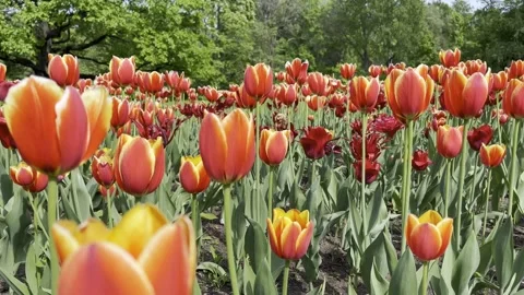 Tulips in Spring. Stock Footage 242458578