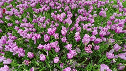 Tulips in the Spring Stock Footage 275005455