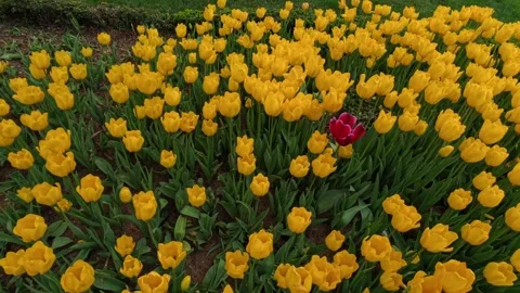 Tulips in the Spring Stock Footage 275005808