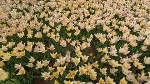 Tulips in the Spring Stock Footage 275005952