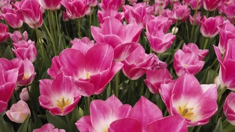 Tulips in the Spring Stock Footage 278073276