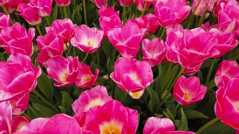 Tulips in the Spring Stock Footage 278073366