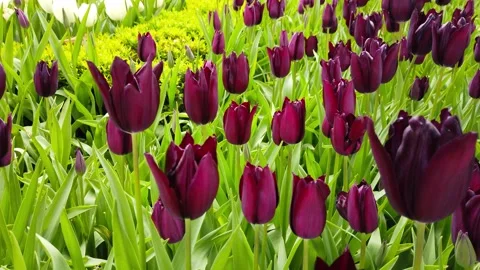 Tulips in the Spring Stock Footage 278073896