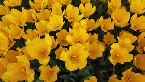 Tulips in the Spring Stock Footage 278074689