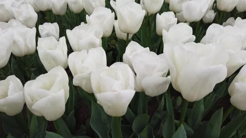 Tulips in the Spring Stock Footage 278074735