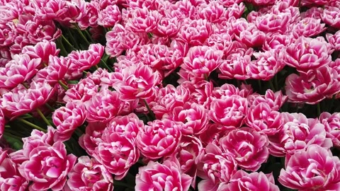 Tulips in the Spring Stock Footage 278074780