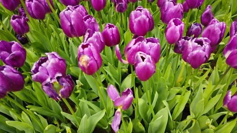 Tulips in the Spring Stock Footage 278075143