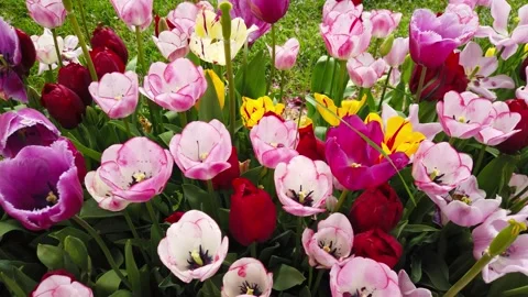 Tulips in the Spring Stock Footage 278075261
