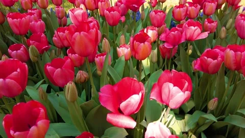Tulips in the Spring Stock Footage 278075627