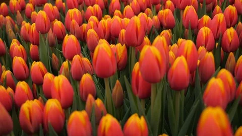 Tulips in the Spring Garden Stock Footage 126541239