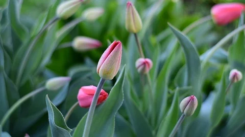 Tulips in the spring morning Stock Footage 107875341