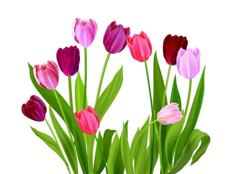 Tulips spring nature Stock Illustration
