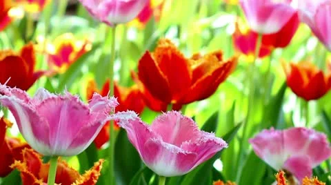 Tulips, spring, The Netherlands Video stock 21311293