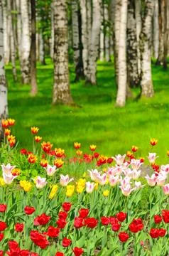 Tulips in spring park Stock Photos
