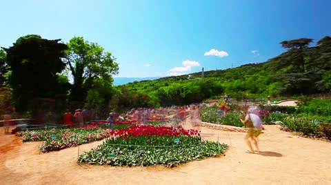 Tulips in spring park timelapse Stock Footage 23790338