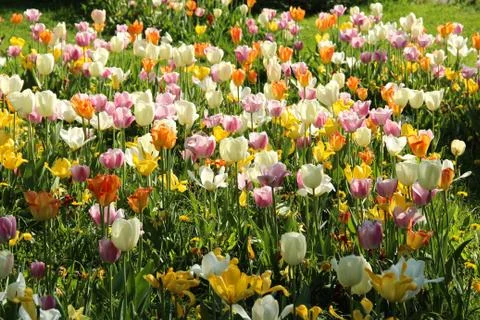 Tulips in spring Stock Photos