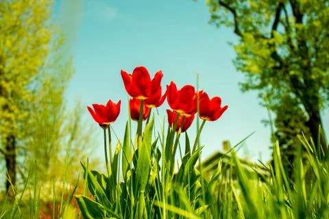 Tulips in spring Foto stock