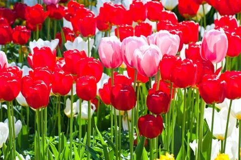 Tulips in spring. Stock Photos