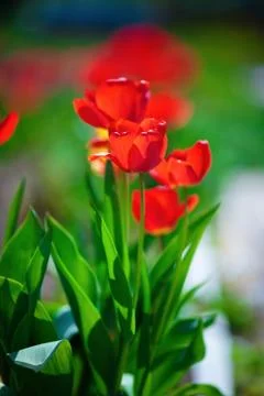 Tulips in the spring Stock Photos