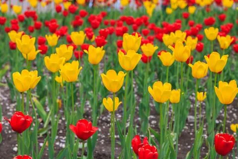 Tulips in the spring Stock Photos