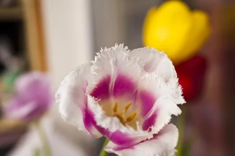 Tulips in the spring Stock Photos