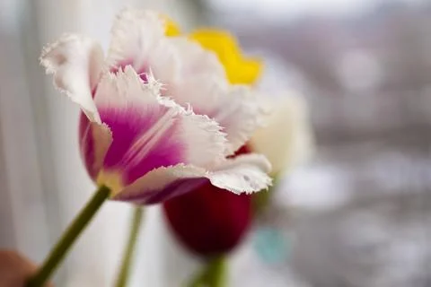 Tulips in the spring Stock Photos