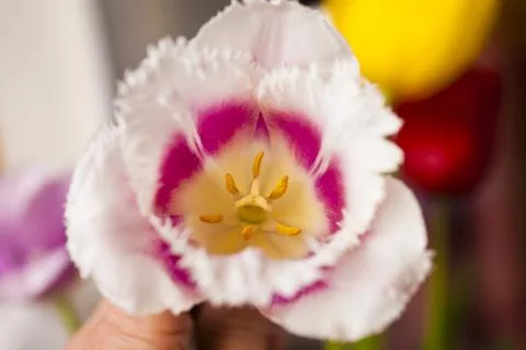 Tulips in the spring Stock Photos