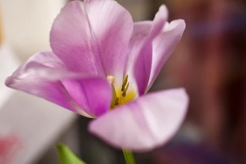 Tulips in the spring Stock Photos