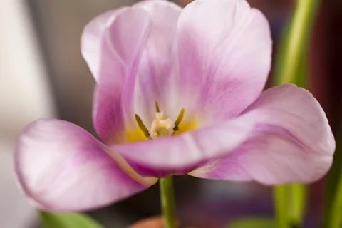 Tulips in the spring Stock Photos