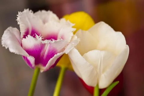 Tulips in the spring Stock Photos