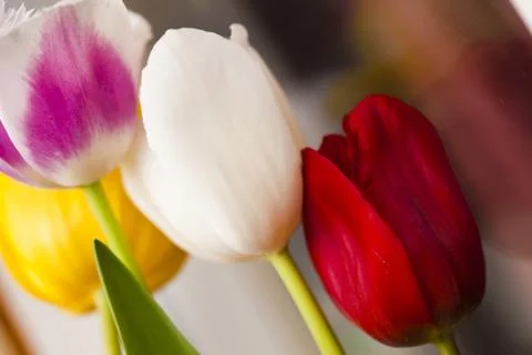 Tulips in the spring Stock Photos