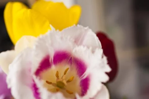 Tulips in the spring Stock Photos