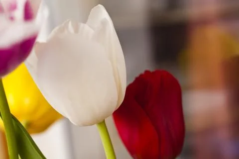 Tulips in the spring Stock Photos