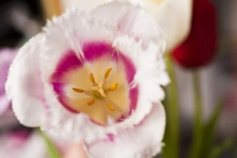 Tulips in the spring Stock Photos