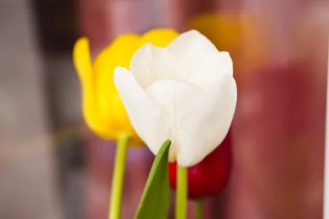 Tulips in the spring Stock Photos